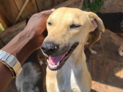 HELP US SAVE THESE STRAY DOGS