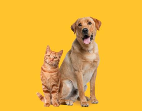Animals